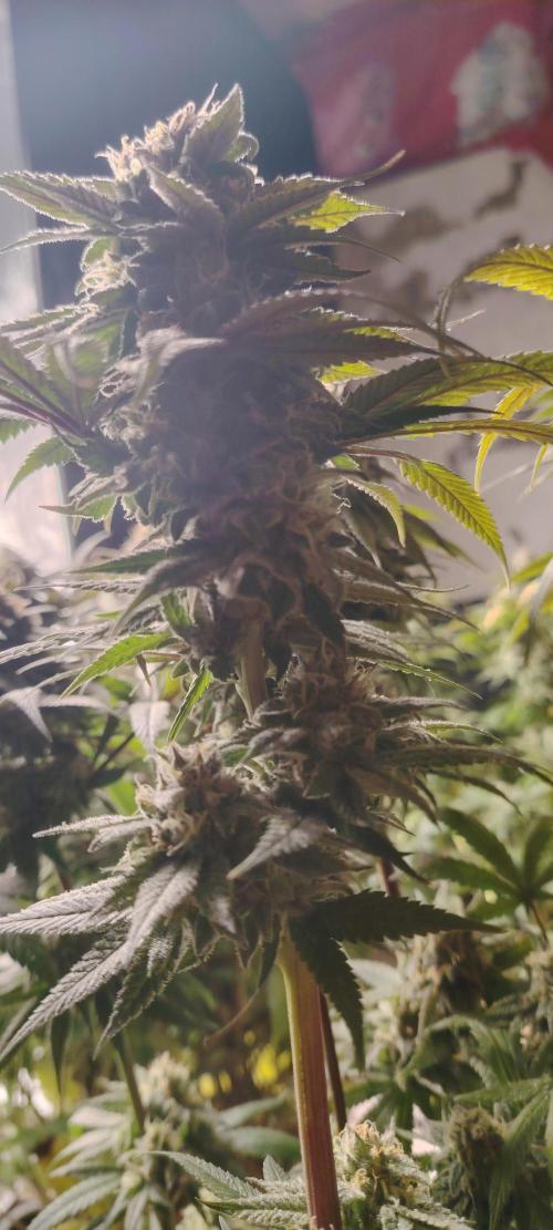 The sweet candy one. Week 12