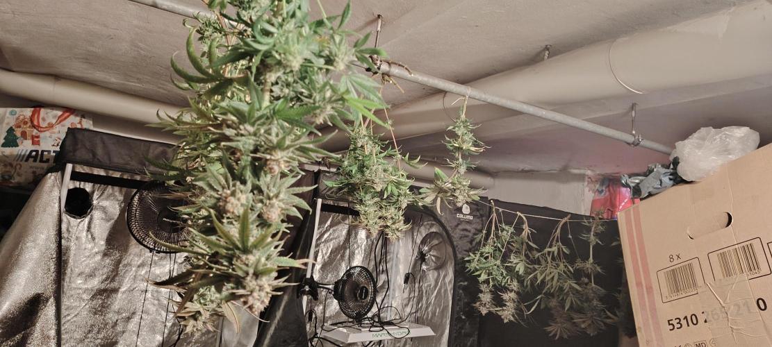 The sweet candy one. Week 12