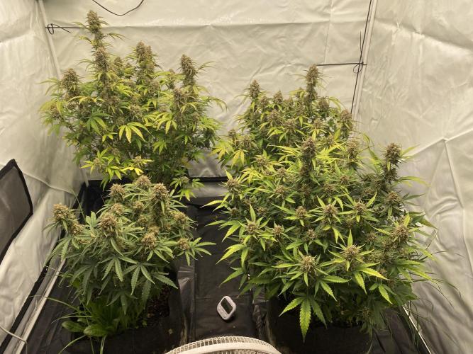 Z-UP Fast buds - 1st Autos. Week 12