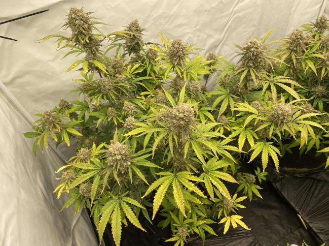 Z-UP Fast buds - 1st Autos. Week 12