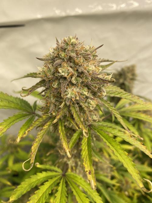 Z-UP Fast buds - 1st Autos. Week 12