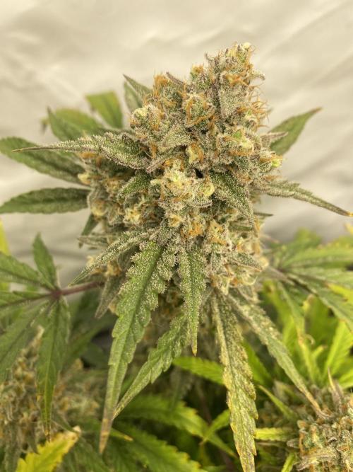 Z-UP Fast buds - 1st Autos. Week 12