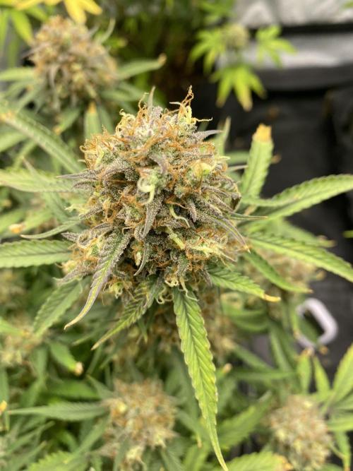 Z-UP Fast buds - 1st Autos. Week 12