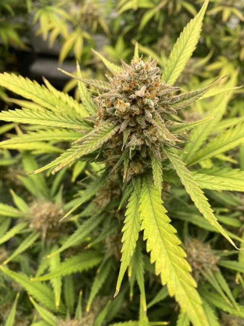 Z-UP Fast buds - 1st Autos. Week 12