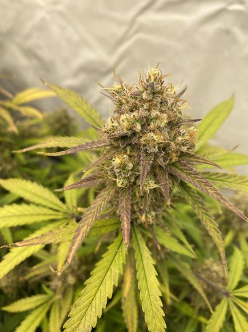 Z-UP Fast buds - 1st Autos. Week 12