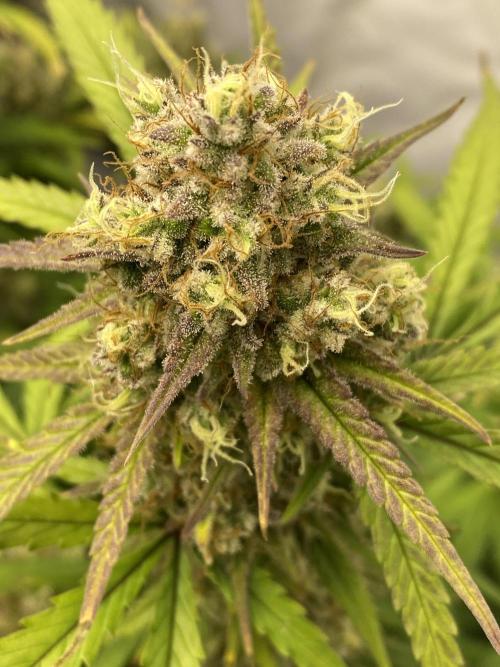 Z-UP Fast buds - 1st Autos. Week 12