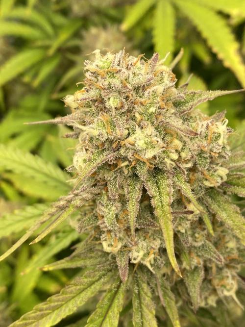 Z-UP Fast buds - 1st Autos. Week 12