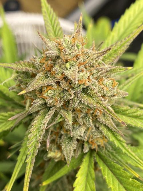 Z-UP Fast buds - 1st Autos. Week 12