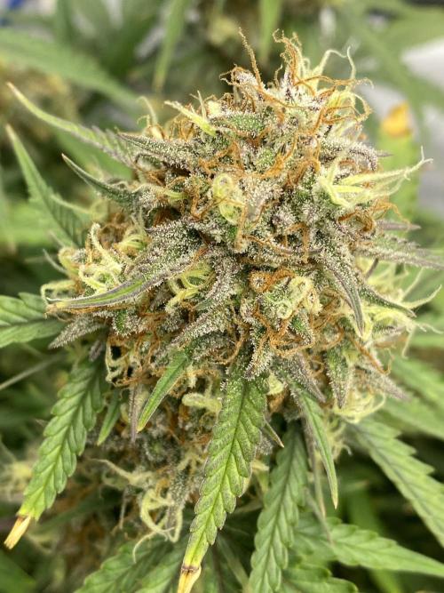 Z-UP Fast buds - 1st Autos. Week 12