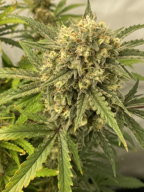 Z-UP Fast buds - 1st Autos. Week 12