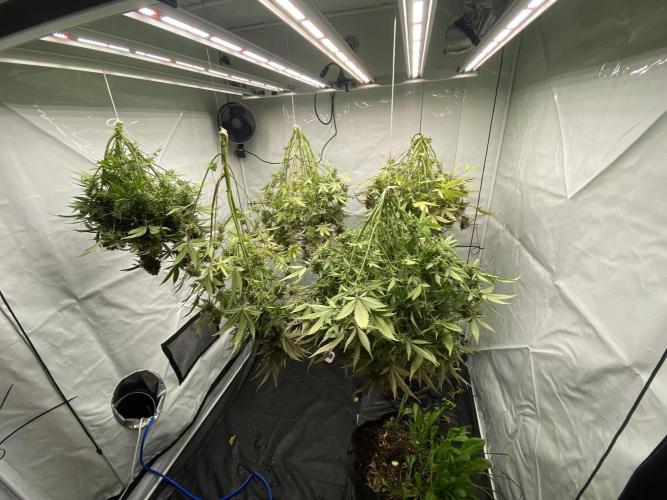 Z-UP Fast buds - 1st Autos. Week 13