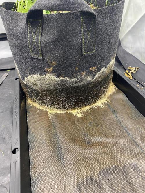 Z-UP Fast buds - 1st Autos. Week 13