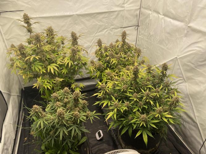 Z-UP Fast buds - 1st Autos. Week 13