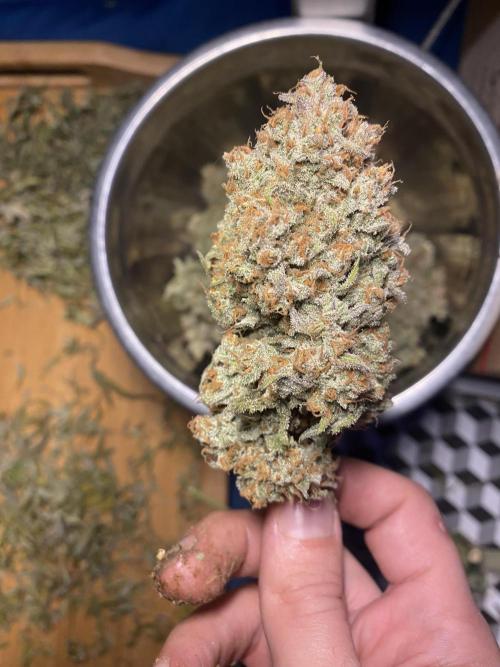 Z-UP Fast buds - 1st Autos. Week 13