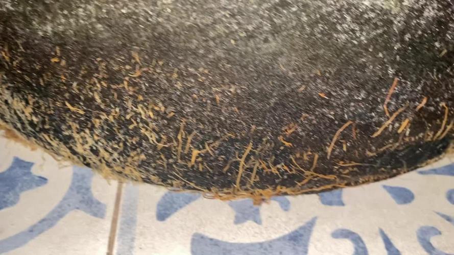 Z-UP Fast buds - 1st Autos