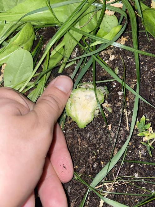 Z-UP Fast buds - 1st Autos. Week 13