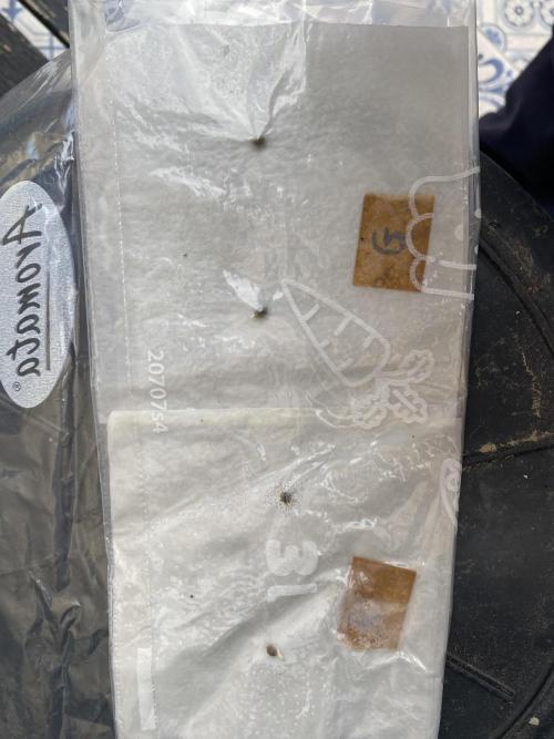 Punch Pie - Kritikal Bilbo. Week 0