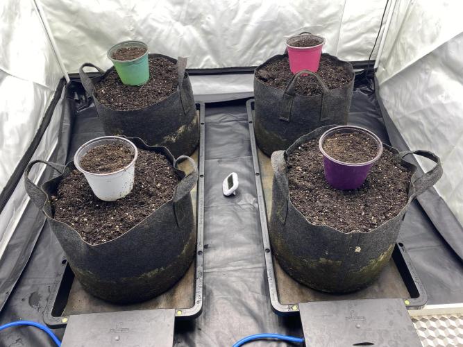 Punch Pie - Kritikal Bilbo. Week 0