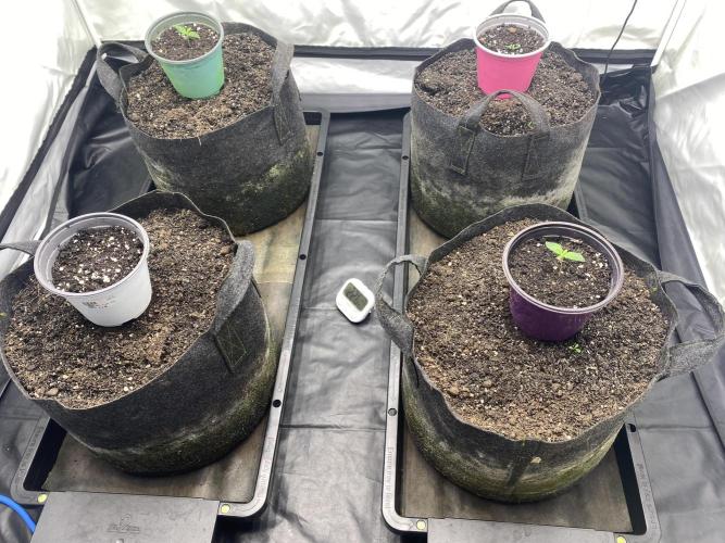 Punch Pie - Kritikal Bilbo. Week 0