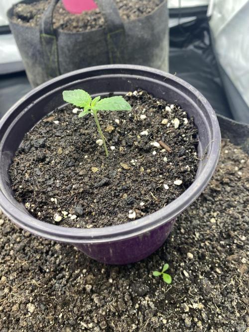 Punch Pie - Kritikal Bilbo. Week 0