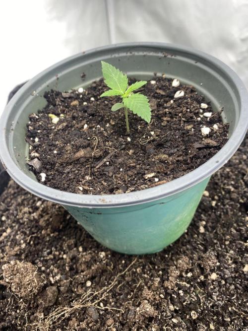 Punch Pie - Kritikal Bilbo. Week 0