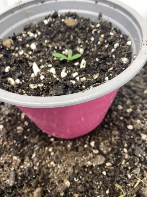 Punch Pie - Kritikal Bilbo. Week 0