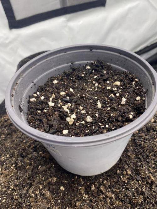 Punch Pie - Kritikal Bilbo. Week 0