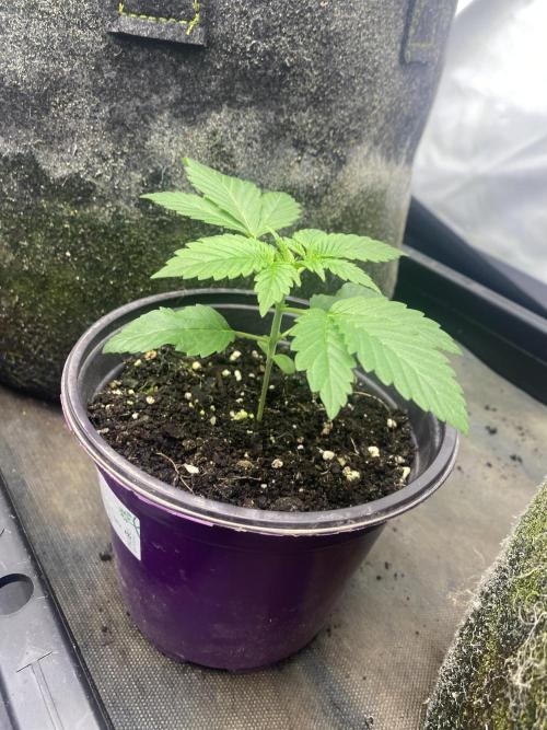 Punch Pie - Kritikal Bilbo - Candygaz. Week 2 - Punch Pie