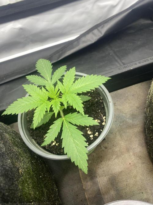 Punch Pie - Kritikal Bilbo - Candygaz. Week 2 - Kritikal bilbo