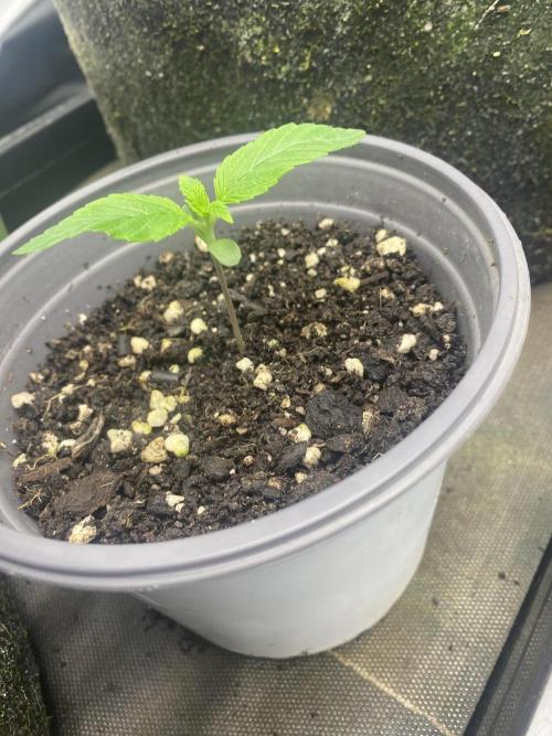 Punch Pie - Kritikal Bilbo - Candygaz. Week 2 - 3rd Punch pie seedling