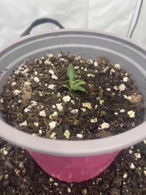 Punch Pie - Kritikal Bilbo - Candygaz. Week 2 - Punch Pie being replaced - to be terminated?