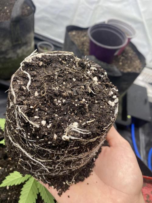 Punch Pie - Kritikal Bilbo - Candygaz. Week 3 - KB roots