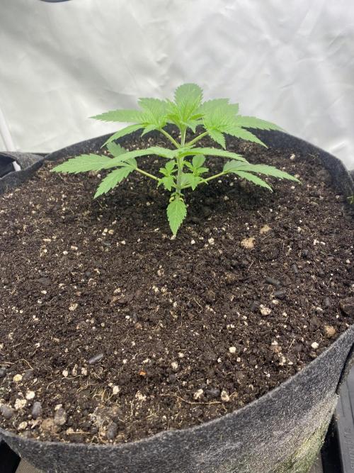 Punch Pie - Kritikal Bilbo - Candygaz. Week 3 - PP