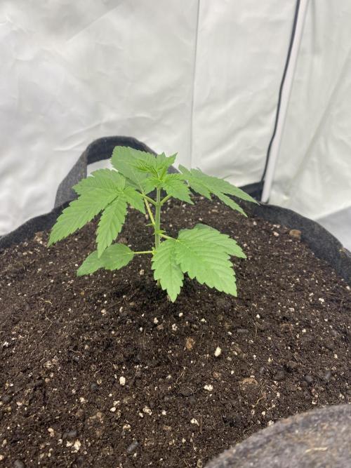 Punch Pie - Kritikal Bilbo - Candygaz. Week 3 - KB