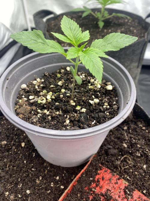 Punch Pie - Kritikal Bilbo - Candygaz. Week 3 - PP