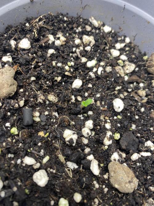 Punch Pie - Kritikal Bilbo - Candygaz. Week 3 - CG