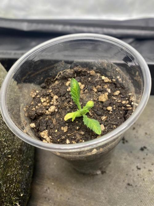 Punch Pie - Kritikal Bilbo - Candygaz. Week 3 - Just seeing if it ever recovers will terminate either way PP