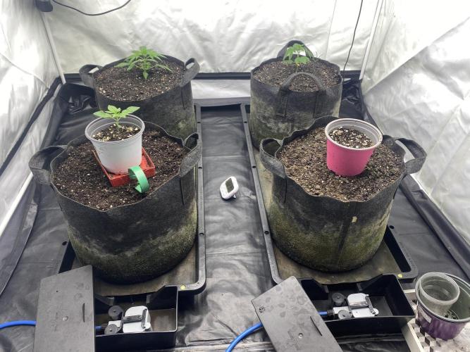 Punch Pie - Kritikal Bilbo - Candygaz. Week 3