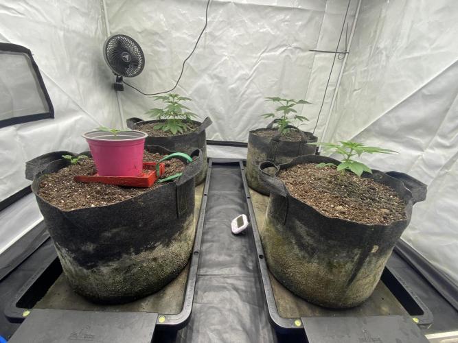 Punch Pie - Kritikal Bilbo - Candygaz. Week 4 - Before topping