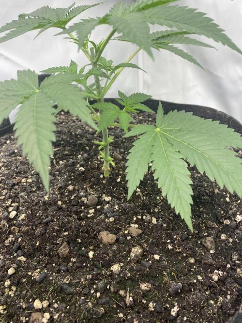 Punch Pie - Kritikal Bilbo - Candygaz. Week 4