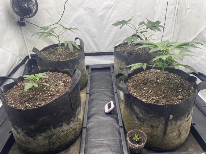 Punch Pie - Kritikal Bilbo - Candygaz. Week 5