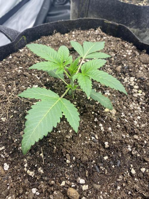 Punch Pie - Kritikal Bilbo - Candygaz. Week 5