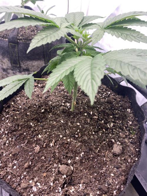 Punch Pie - Kritikal Bilbo - Candygaz. Week 5