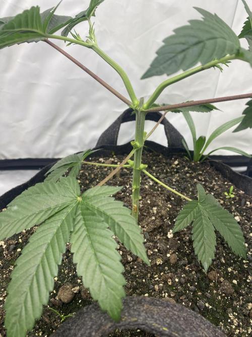 Punch Pie - Kritikal Bilbo - Candygaz. Week 5