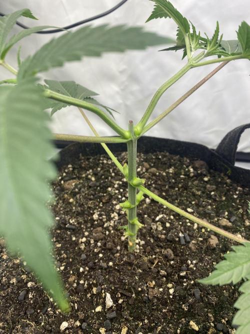 Punch Pie - Kritikal Bilbo - Candygaz. Week 5