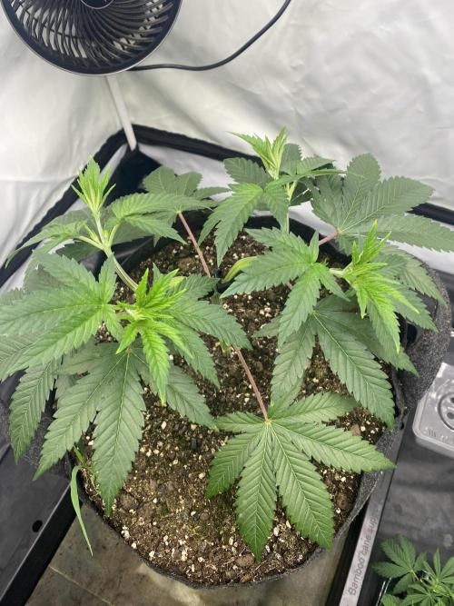 Punch Pie - Kritikal Bilbo - Candygaz. Week 6