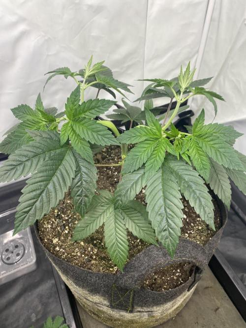 Punch Pie - Kritikal Bilbo - Candygaz. Week 6