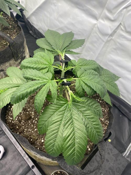 Punch Pie - Kritikal Bilbo - Candygaz. Week 6