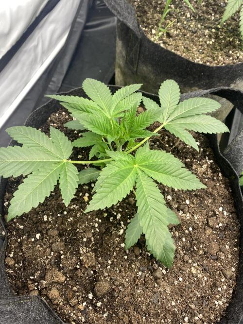 Punch Pie - Kritikal Bilbo - Candygaz. Week 6