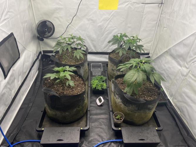 Punch Pie - Kritikal Bilbo - Candygaz. Week 6